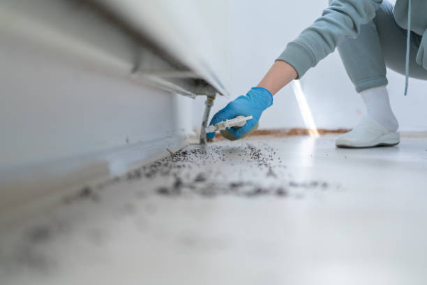 Best Wasp Removal Services  in New Bedford, MA